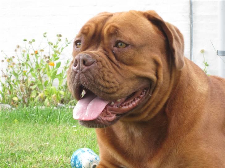 Dogue de bordeaux Rynke (Cobber House´s...) - Hygger mig...... billede 13
