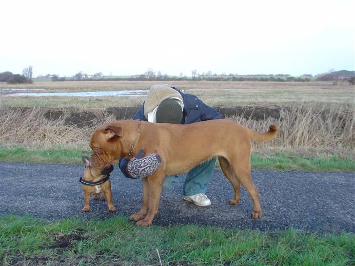 Dogue de bordeaux Rynke (Cobber House´s...) - Dejligt at være på tur. billede 14