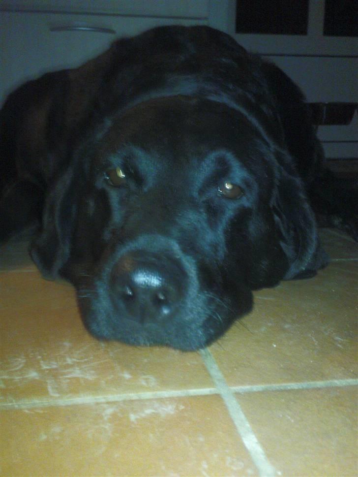 Blanding af racer Lady R.I.P billede 10