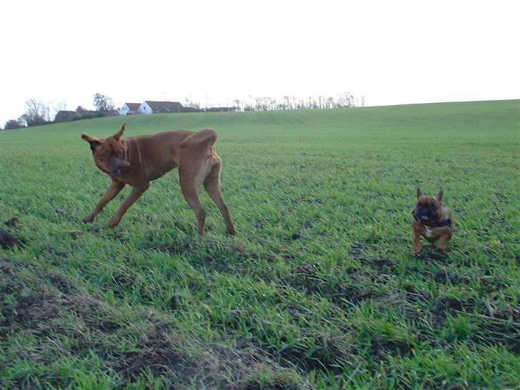 Dogue de bordeaux Rynke (Cobber House´s...) - Jahuu.... hvor det går, se mig, se mig....... billede 15