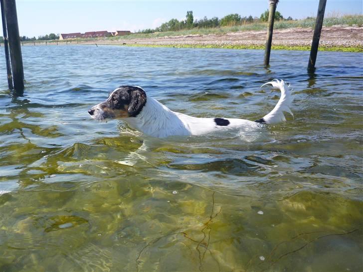 Dansk svensk gaardhund Casper R.I.P. - Mand Rot bader XD (taget af Veronika) billede 10
