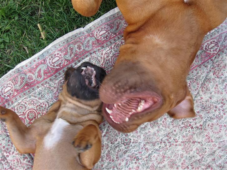 Dogue de bordeaux Rynke (Cobber House´s...) - Ha ha ha..... Den vildeste griner...... billede 16