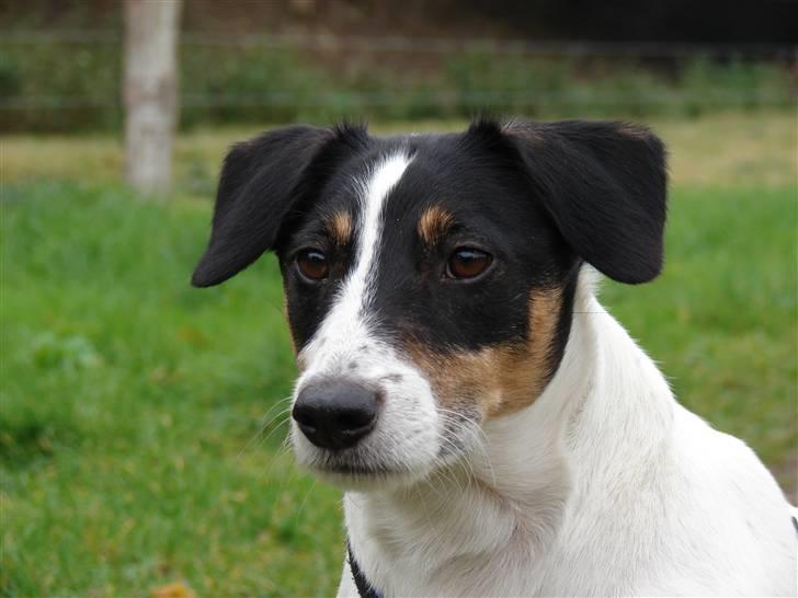 Dansk svensk gaardhund Casper R.I.P. - "Uh, hvad var dog det?" billede 11
