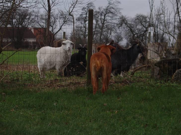 Dogue de bordeaux Rynke (Cobber House´s...) - Hvad er i for nogle..... billede 17