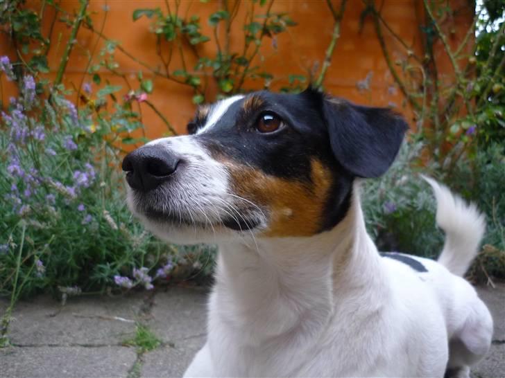 Dansk svensk gaardhund Casper R.I.P. - "Hvad nu, Sofie?" billede 12