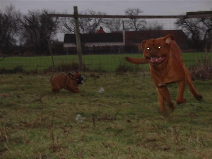 Dogue de bordeaux Rynke (Cobber House´s...) - Er jeg ikke yndefuld.... billede 18