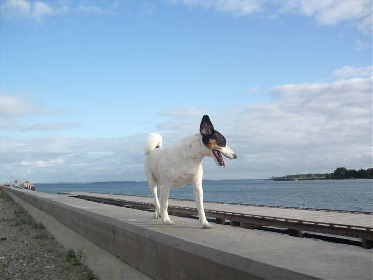 Dansk svensk gaardhund Casper R.I.P. - "Elegance, charme og mystik. Alt det har jeg, - og mere til!" (; billede 13