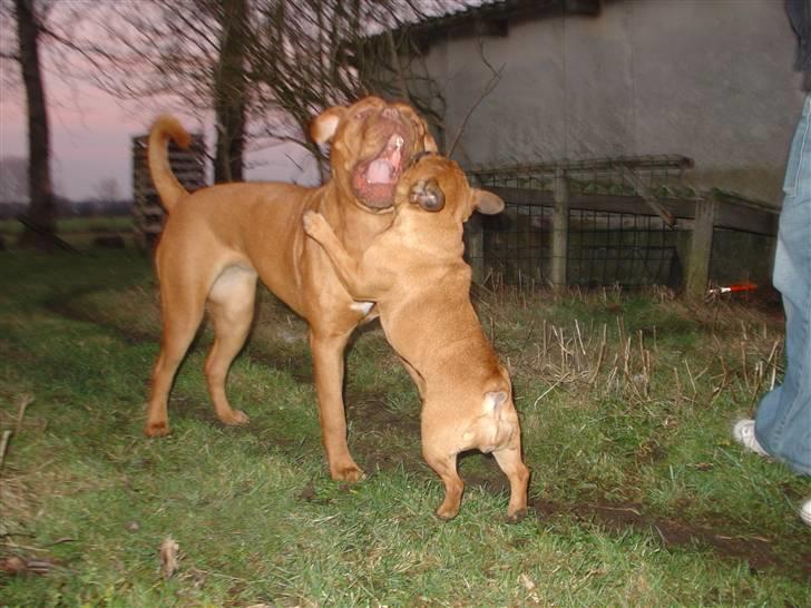 Dogue de bordeaux Rynke (Cobber House´s...) - Leg i folden. billede 19