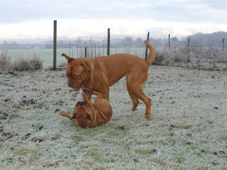 Dogue de bordeaux Rynke (Cobber House´s...) - Øj, rotterne er store, ude på landet. billede 20