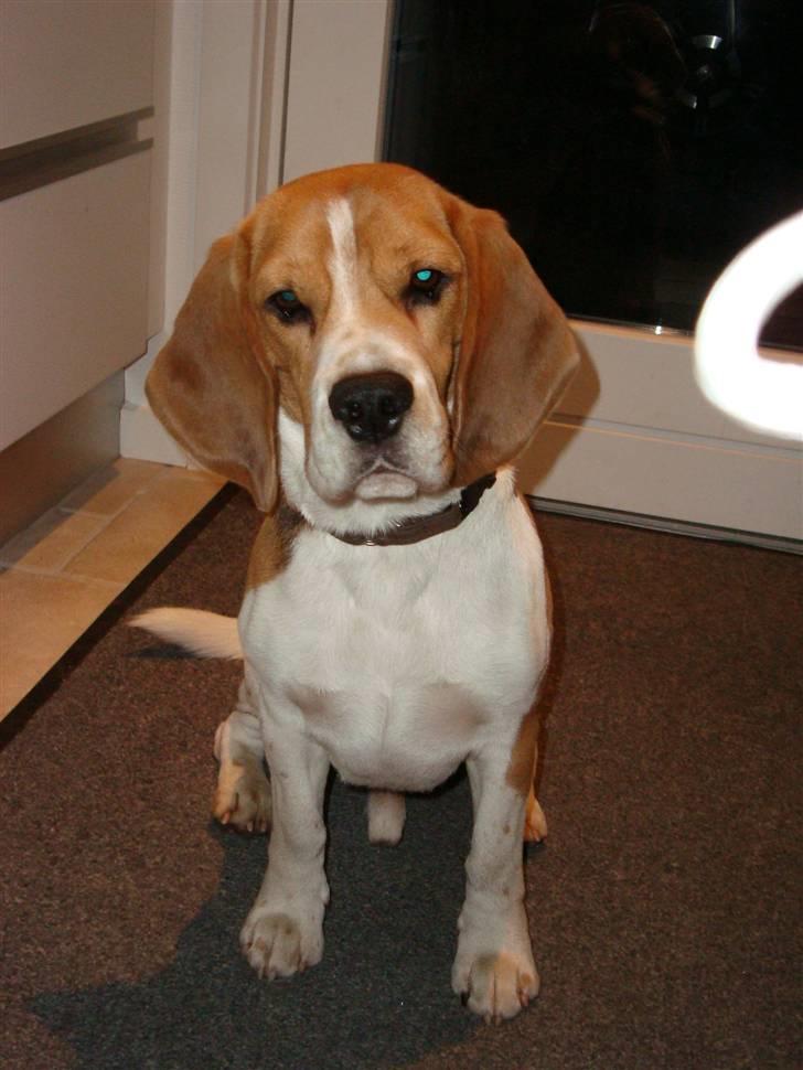 Beagle Uffe billede 1