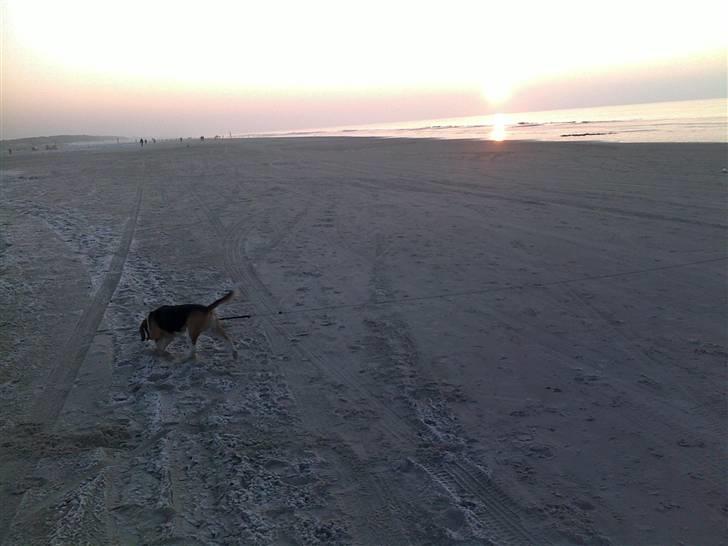 Beagle Tyson - Tyson på stranden billede 1