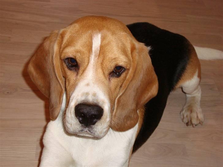 Beagle Uffe billede 2