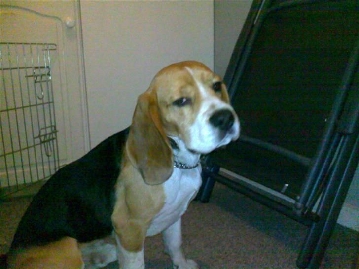 Beagle Tyson billede 2
