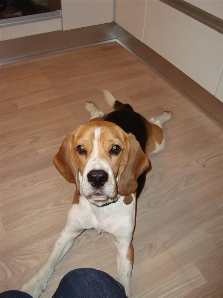 Beagle Uffe billede 3