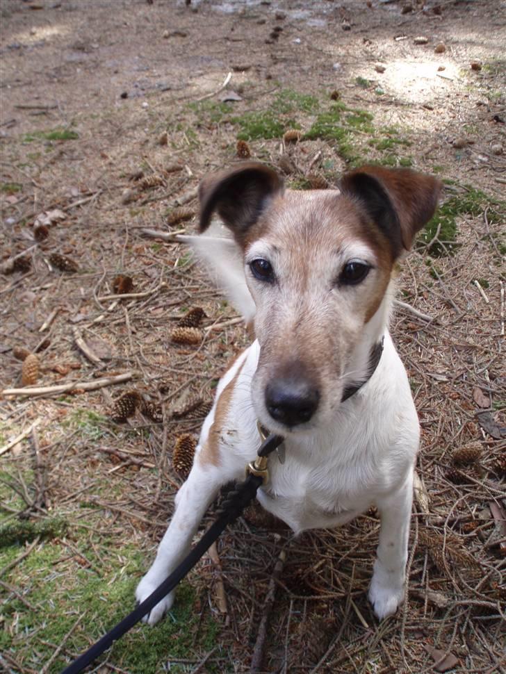 Glathåret foxterrier Sille - R.I.P min lille skat - I marbæk- billede 3