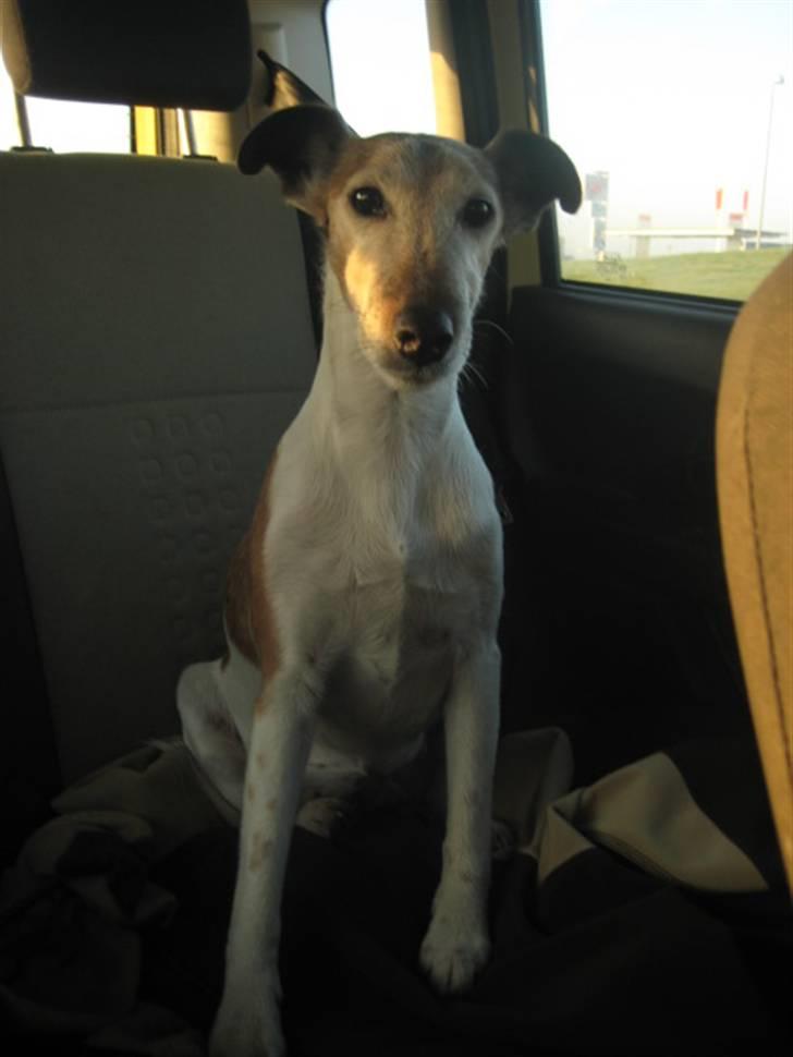 Glathåret foxterrier Sille - R.I.P min lille skat - Inden en gå tur, lille mus vil gerne ud :-) billede 5