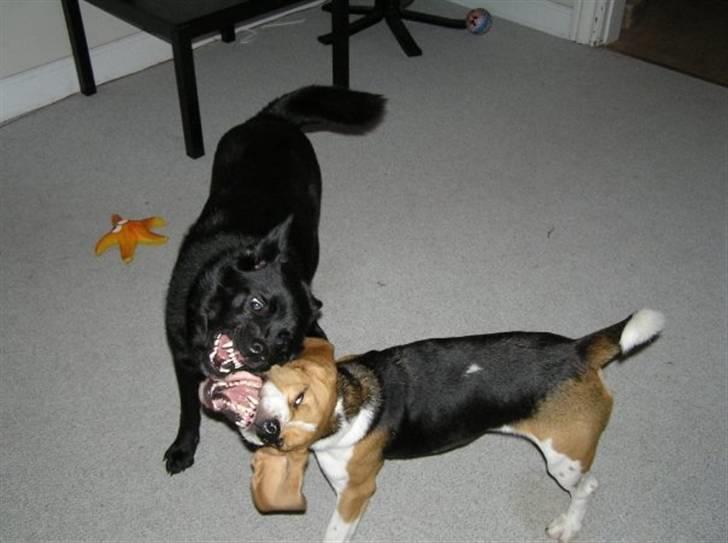 Beagle Uffe - Bare rolig de leger for sjov billede 4