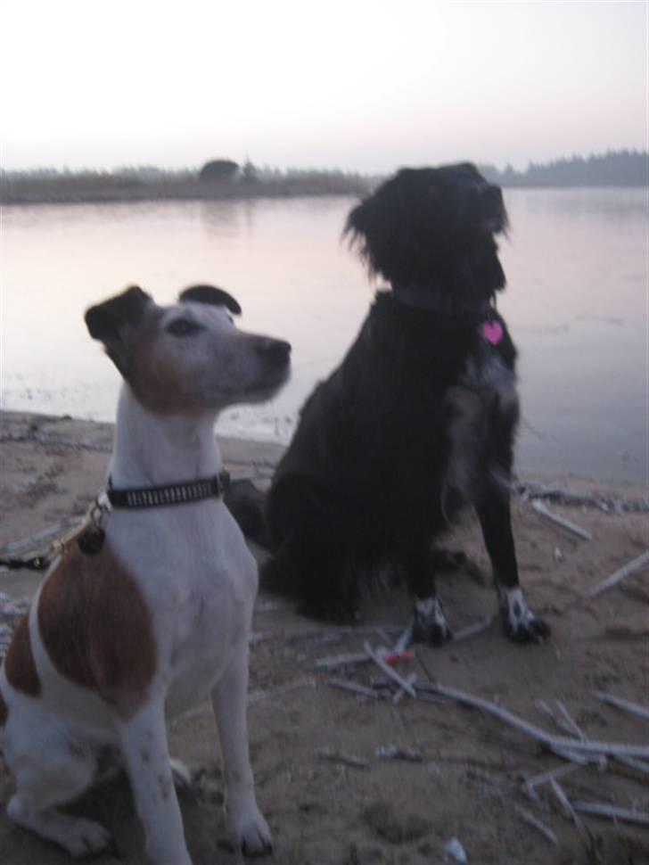 Glathåret foxterrier Sille - R.I.P min lille skat - Nemo og sille ved søen i marbæk. billede 7