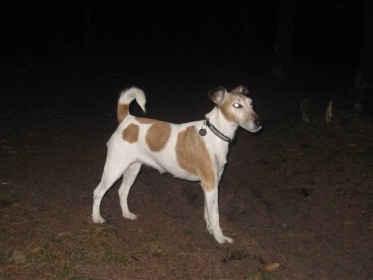 Glathåret foxterrier Sille - R.I.P min lille skat - En hyggelig aften gåtur. billede 8