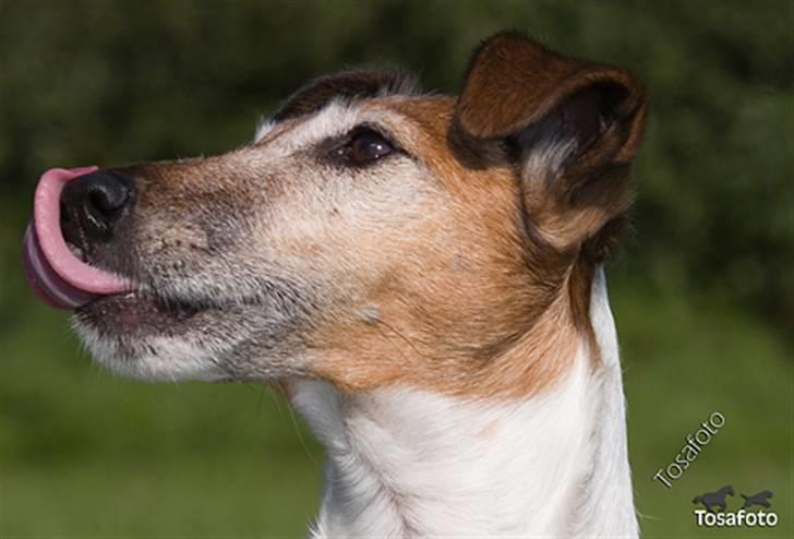 Glathåret foxterrier Sille - R.I.P min lille skat - ´´Mhh ser sørme lækkert ud´´. billede 9