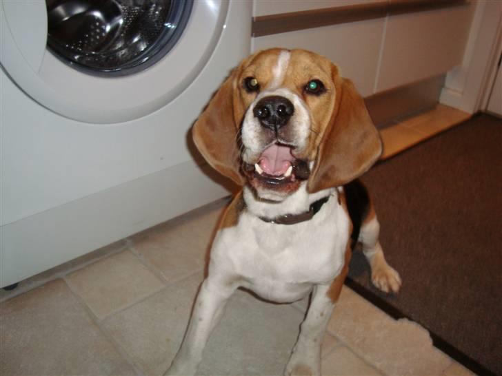 Beagle Uffe billede 5