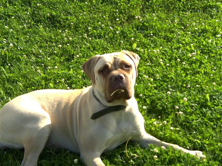 Bullmastiff Baby - jeg spiser lige en blomst ik (: billede 2