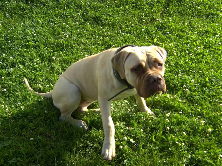 Bullmastiff Baby - nu kommer jeg (:  billede 3