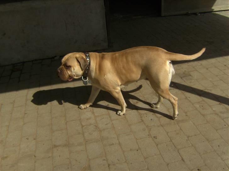 Bullmastiff Baby - jeg går lige en tur  billede 4