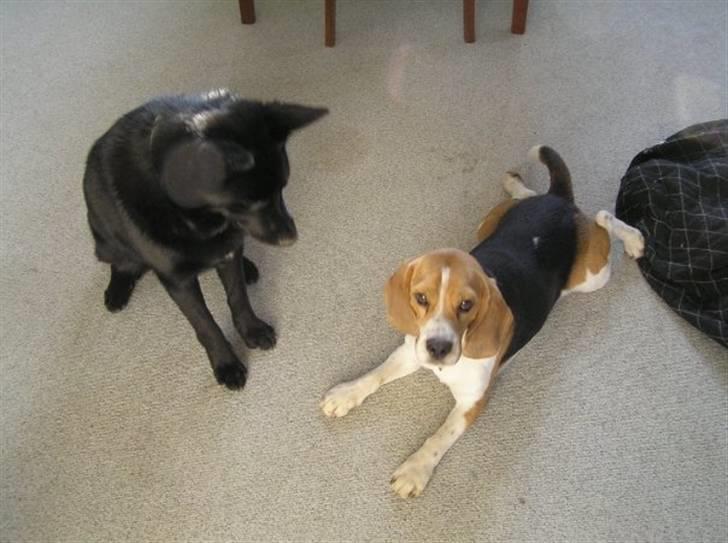 Beagle Uffe billede 6