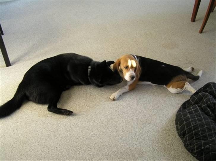 Beagle Uffe billede 7