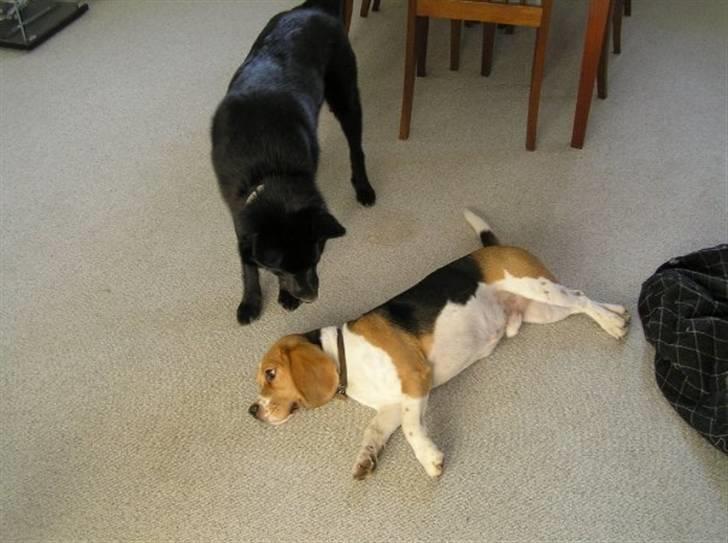 Beagle Uffe billede 8