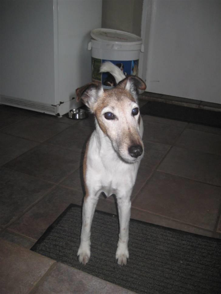 Glathåret foxterrier Sille - R.I.P min lille skat - Hun venter vist på at få sin mad *ss*. billede 11
