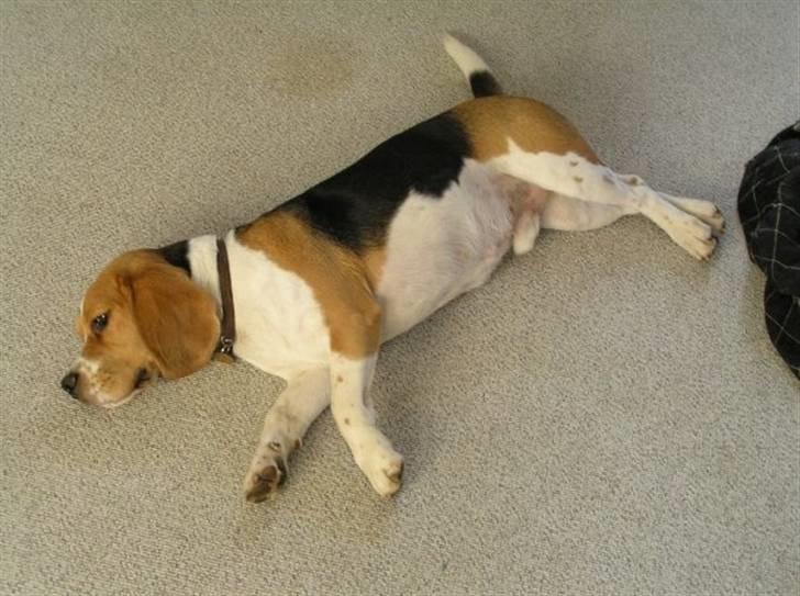 Beagle Uffe billede 9