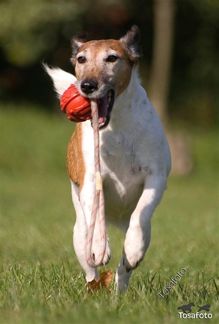 Glathåret foxterrier Sille - R.I.P min lille skat billede 13