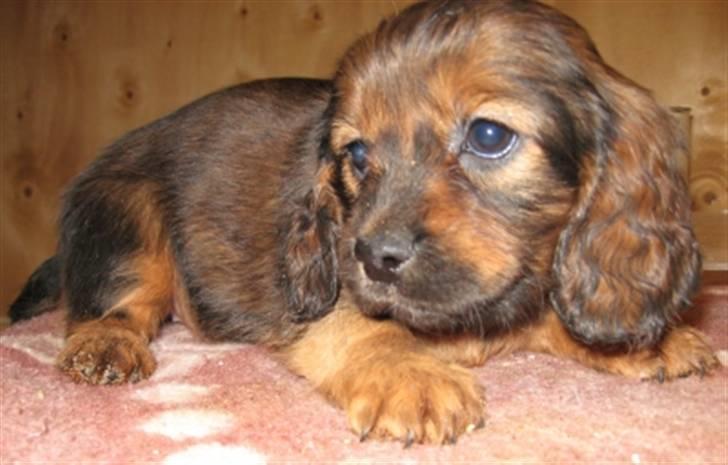 Blanding af racer kiwi - billed vi fik pr. mail mens vi ventet på at hun blev 8 uger billed CA  7 UGER GAMMEL billede 8