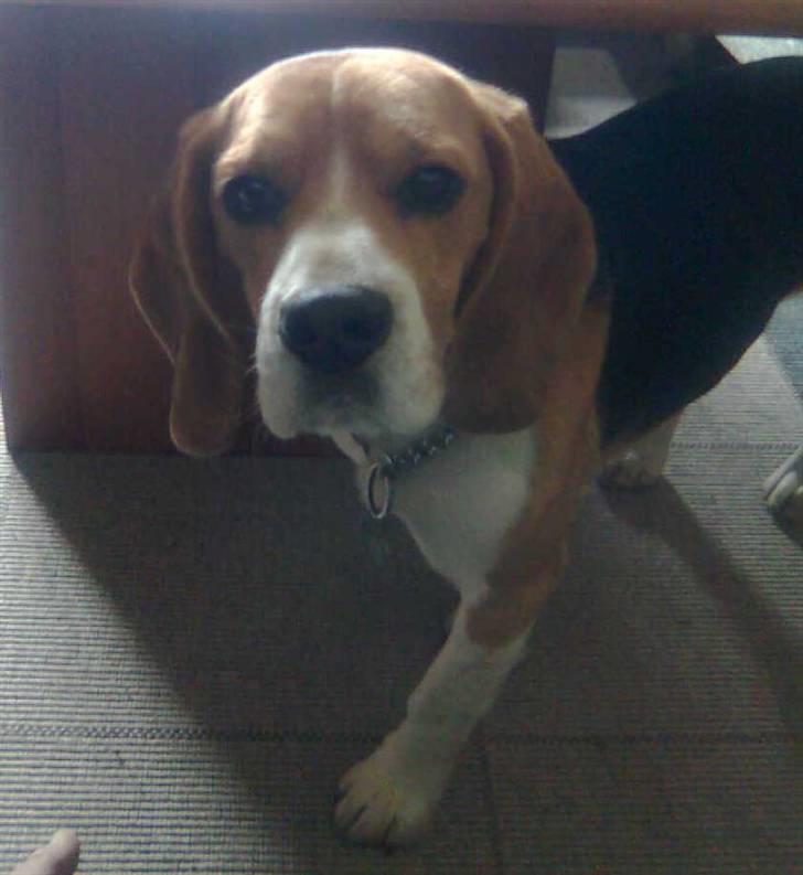 Beagle Tyson billede 3