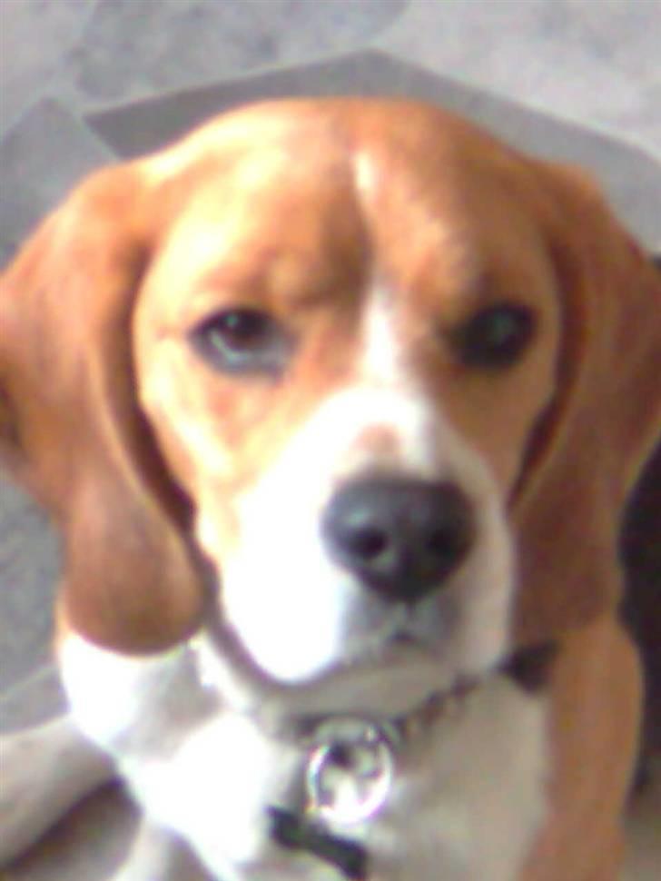 Beagle Tyson billede 4