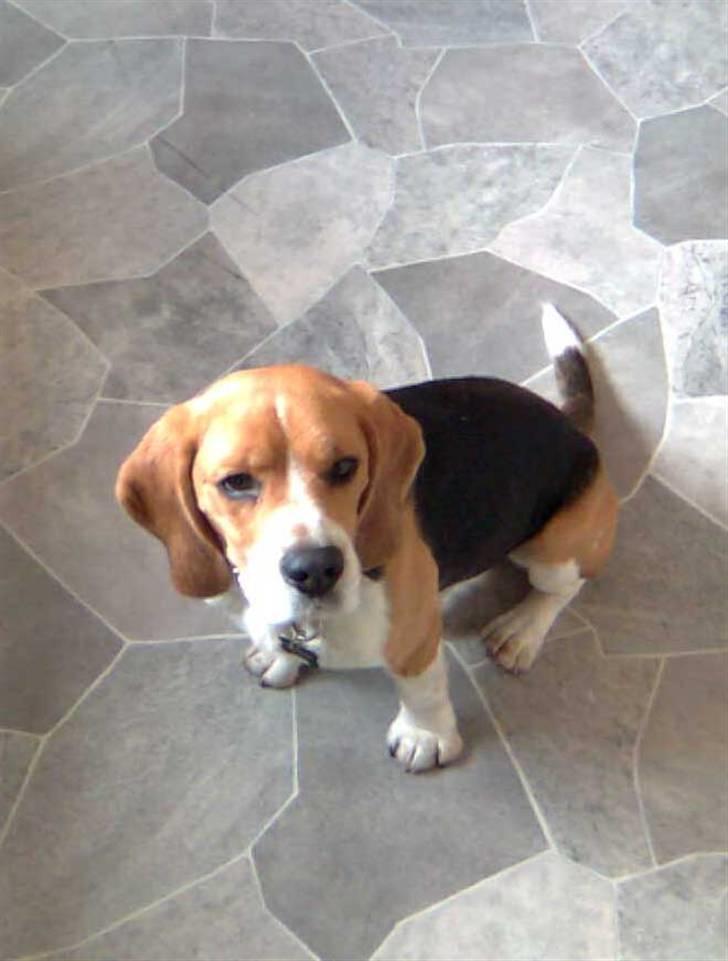 Beagle Tyson billede 5