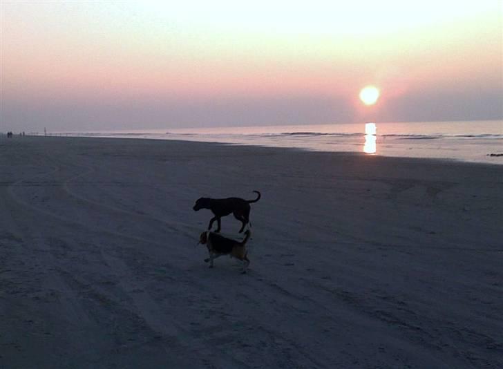 Beagle Tyson - Tysos og Freje billede 6