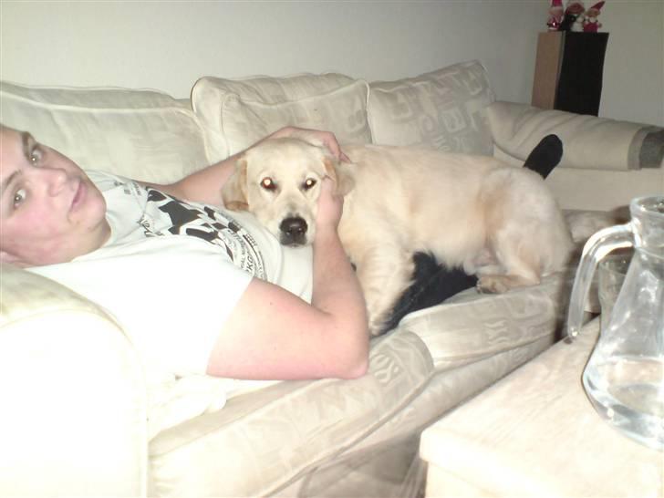 Golden retriever Simba - sover hos min far billede 18