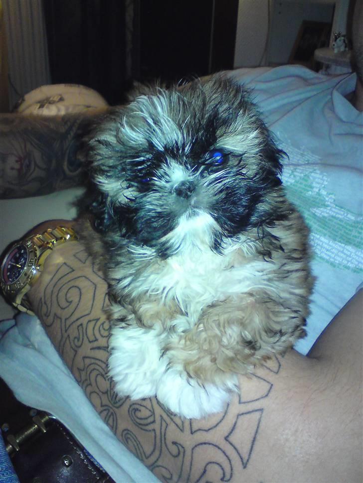 Shih tzu Buffy billede 13