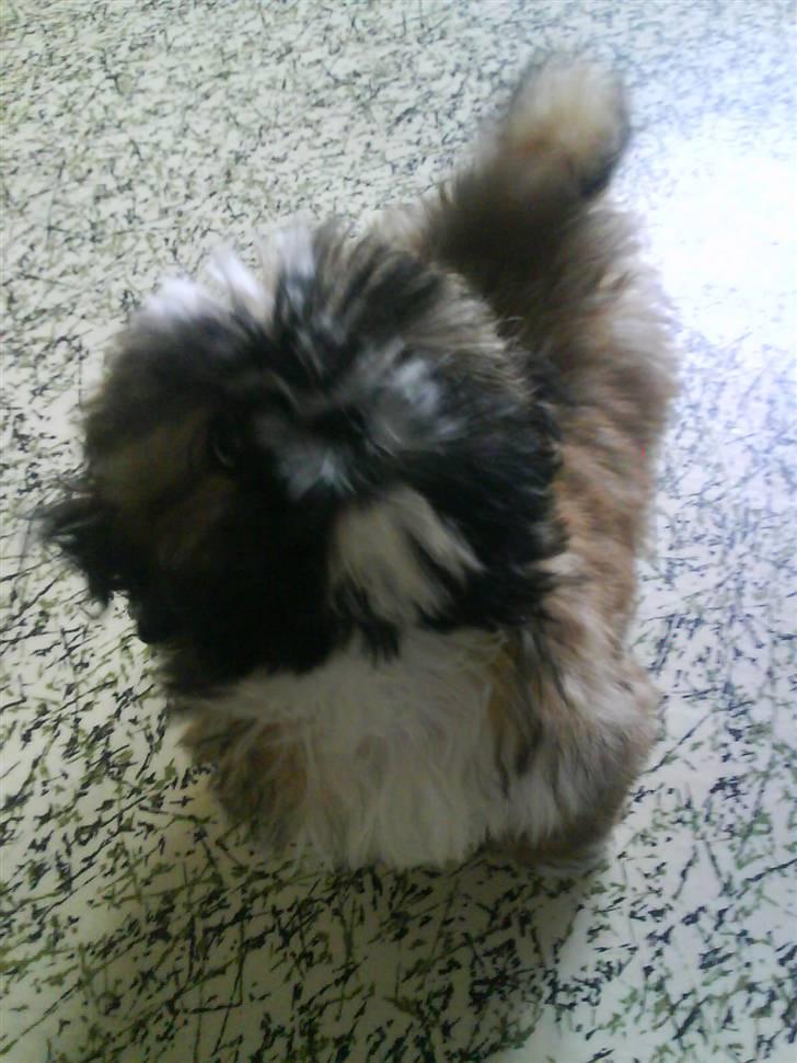 Shih tzu Buffy billede 14