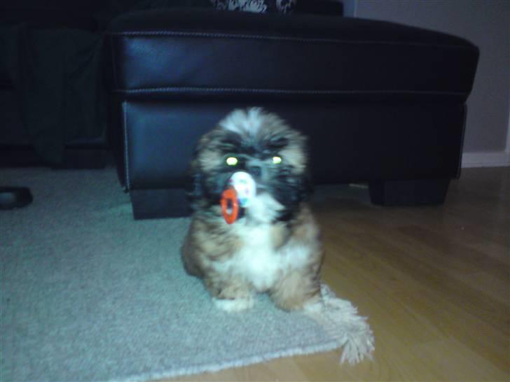 Shih tzu Buffy - Elsker bare min sut !!! billede 15