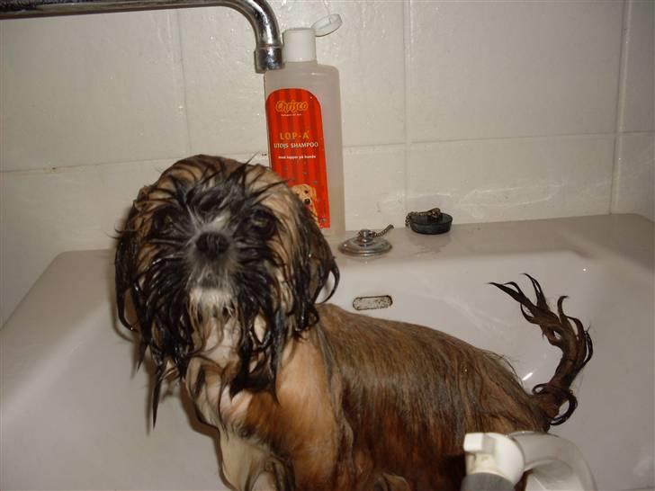 Shih tzu Buffy billede 16