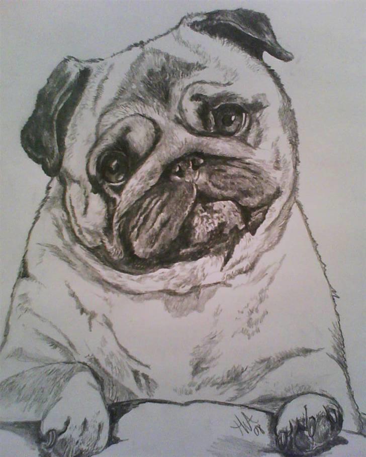 Hvid schæfer Echo Alba - min lille drømmemops ;-) - selv tegnet den  billede 18