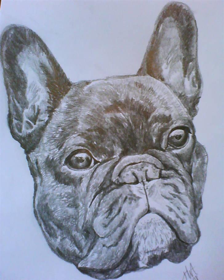 Hvid schæfer Echo Alba - en fræk fransk bulldog - haha billede 19