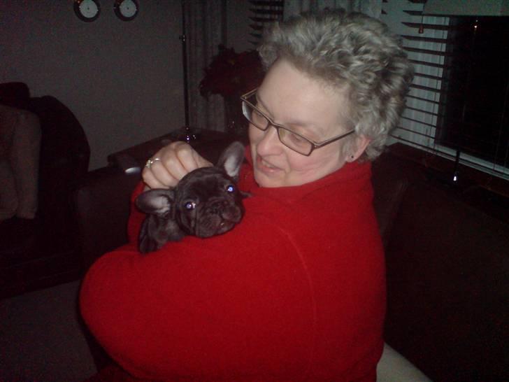 Fransk bulldog Tatarczuk DiamondLaBardot - "Her er jeg med min nye farmor" "Hun er sød - selvom hund kalder mig terroristen" ;-) billede 10