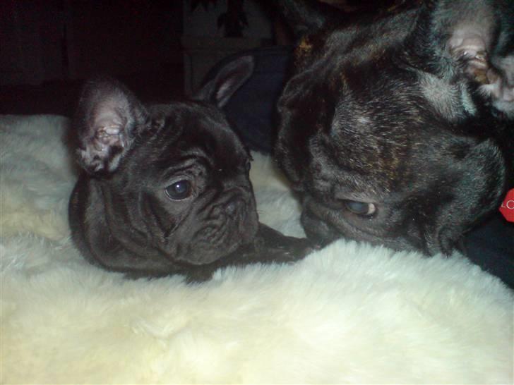 Fransk bulldog Tatarczuk DiamondLaBardot - "Her ser Louie til mig. Det er 3 timer siden jeg forlod min familie, og han vil sikre sig jeg har det godt :-)" billede 11