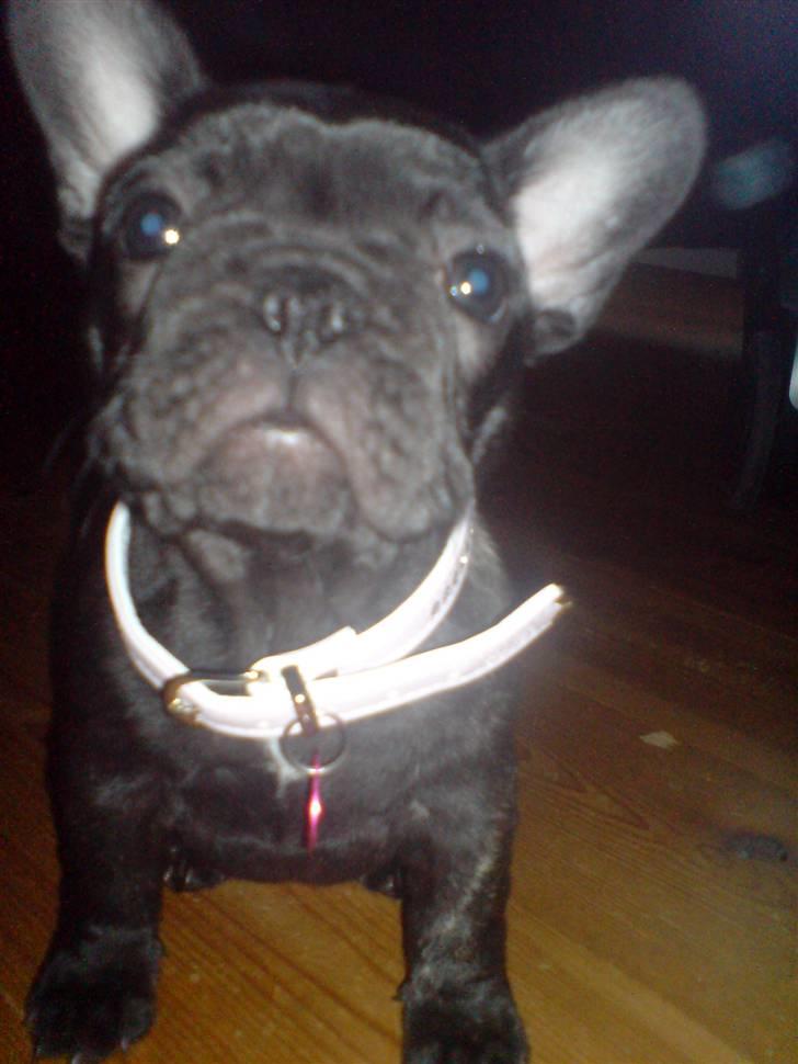 Fransk bulldog Tatarczuk DiamondLaBardot - en lille prinsesse billede 12