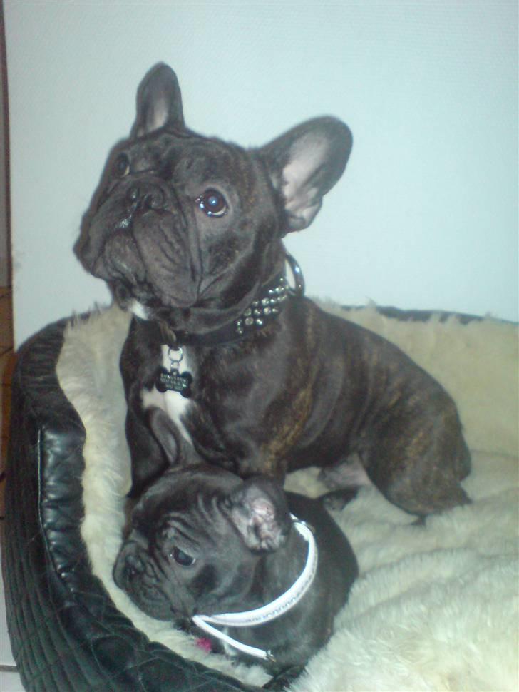 Fransk bulldog Tatarczuk DiamondLaBardot - "Dejligt at have Louie i ryggen, jeg føler mig helet tryk" billede 13